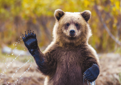 Одной левой! Купить бафф и победить медведя — легко.
